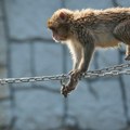 Majmun digao sve na noge Luka pobegao iz parka, tražili ga dronovima, a onda se dogodio preokret