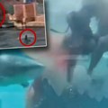 Krv se širi vodom dok ajkule plivaju oko ranjenog deteta (10): Stravičan snimak sa Bahama, otac skočio da spase sina (video)