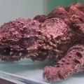 VIDEO: Pronađena kornjača čudnog izgleda koja lako može da pregrize kost - zove se Flafi