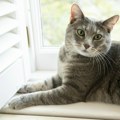 Američka porodica greškom poslala mačku poštom u drugu državu: Ljubimac proveo nedelju dana u kutiji