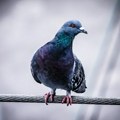 Trikovi kako oterati golubove i druge ptice sa balkona ili dvorišta