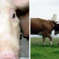 Klaničari trljaju ruke Cena prasadi u Srbiji u padu! Iznosi na stočnoj pijaci otkrivaju i kolika je zarada na bikovima