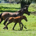 Hrvatska: Kobila ubila veterinara dok joj je radio kopita
