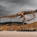 Pronađeni prvi poznati otisci stopala odraslog tiranosaurus reksa