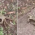 Misteriozno stvorenje snimljeno na obali Dunava kod Kovina: Ima dlakava klešta kao da nosi rukavice (foto)