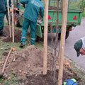 Počela velika akcija sadnje drveća i ukrasnog šiblja: Novi Sad zeleniji i lepši uz 6.000 novih stabala (foto)