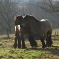 Nikola je za kućne ljubimce odabrao dva rasna belgijska pastuva