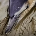 Morske životinje: Pet nasukanih delfina spaseno i vraćeno u more