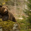 Istraživačica: Zbog klimatskih promena medvedi sve češće preskaču zimski san