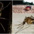 Alarmantan porast denga groznice u Evropi Invazivna vrsta komaraca otkrivena kod svih naših suseda Srbija zasad pošteđena…