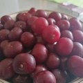 Otkupna cena višnje od 150 do 200 dinara