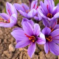 5 Vrsta cveća mogu se posaditi u avgustu Dugo ćete imati raskošnu i mirisnu baštu