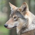 Vuk ugrizao petogodišnje dete na Halkidikiju, Nikana piše da je u pitanju devojčica iz Srbije