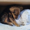 Nema ništa i nikog na ovom svetu sem ove kutije: Zaječarci apeluju da se ovoj mrvici nađe topli dom, prevoz obezbeđen (foto)…