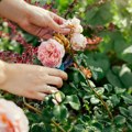 Sve se više kupuje cveće, glavni adut ruže