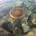 Ljudi došli da se kupaju na na popularnoj plaži u Puli, ovo ih zateklo u vodi - odmah je izdato upozorenje: "Pustite ih na…