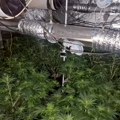 Filmska akcija policije: Otkrivena improvizovana laboratorija – Uhapšen Kragujevčanin sa 96,5 kg marihuane i pištoljem!