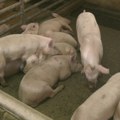 Petrović: Pojava afričke svinjske kuge udar na ekonomiju Republike Srpske