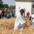 Miholjski susreti sela u Adi u znaku nadmetanja žetelaca, Krkobabić: Jedinstvena veština zainteresovala mlade