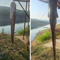 Ranko iz Bileće spremio mamac za smuđa, a upecao grdosiju: "Svaki metar strune bio je mali dvoboj nas dvojice"
