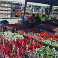 Otvoren SAJAM HORTIKULTURE: Sve za dvorišta i bašte po SAJAMSKIM CENAMA na platou Šumadija sajma (FOTO)
