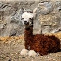 "Ova godina je za Beo zoo-vrt čudesna" Mališani samo stižu, posle bebe pelikana i dvogrbe kamile, tu je i mala alpaka, a…