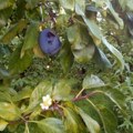 Шумадија ове године пуна шљива Род знатно бољи, али произвођаче брине цена
