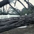 Snažno nevreme pogodilo region Pariza, vetar obarao drveće