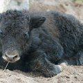 Nepoznata vrsta drevnog jaka otkrivena u Sibiru