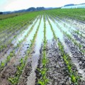 Kad proleće izda: Semberski poljoprivrednici muku muče sa kišom, bolestima žita, korovom