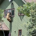 Medved im se popeo na kuću, ušao kroz prozor i pojeo krmenadle (VIDEO)