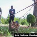 Afrički glodavci spremni za čišćenje minskih polja Nagorno-Karabaha