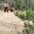 Medvedi više ne idu u zimski san Pospani lutaju oko jazbina, sve zbog ovih razloga