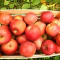Vojin iz Male Drenove sa druge godine studija započeo u proizvodnju 100% prirodnog soka od jabuke: "Dug je put od voćnjaka do…