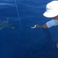 "Ovo može samo onaj ko voli beštije": Snimak morskog psa i ribara ispred Trpnja oduševio internet (video)