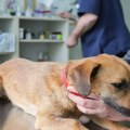 Novosadski veterinari se pridružuju generalnom štrajku u petak: Ovo je spisak ordinacija