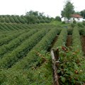 "Roda biti: Neće!" Malinari upozoravaju koliku minimalnu cenu mogu da izdrže ove godine