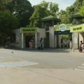 (VIDEO) Zebra pobegla iz ograđenog prostora, očevici o incidentu u Zoološkom vrtu