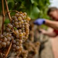 Naučnici tragaju za nepoznatim sortama vinove loze u Srbiji