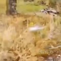 Са прве линије фронта: Снимци руских удара код Покровска (видео)