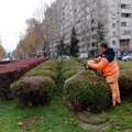 ЈКП „Медиана“ ради на одржавању јавних површина