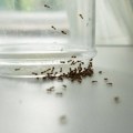 Појавили се мрави у кући? Само једна намирница спречава да се развије читава колонија