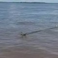 Ribari u daljini videli belu tačku usred reke, a kada su prišli ostali u šoku: Akcija spasavanja krenula po zlu! (video)