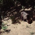 Tri odrasla medveda sa mladima uočena na teritoriji planine Povlen
