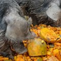 Svinje na srpskoj farmi žive kao ''bubrezi u loju'': Jedu mango, ananas i kivi!