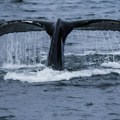 Kit viđen u Jadranskom moru, apel turistima i meštanima da mu ne prilaze