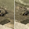 Jeziv snimak iz zemuna! Zmija u plićaku davi čudnu ribu, sad je otkriveno i koju (video)