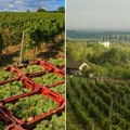 Domaći vinogradarsko-vinski sortiment sve raznovrsniji Grašac i dalje vlada fruškogorskim vinogradima