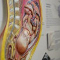 Kreatin: Suplement za mišićnu masu koji poboljšava moždane funkcije