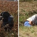 Muškarac krvave glave i noge koja visi ispuzio iz kukuruza na putu ka Beogradu: Preživeo dramu, imamo slike!